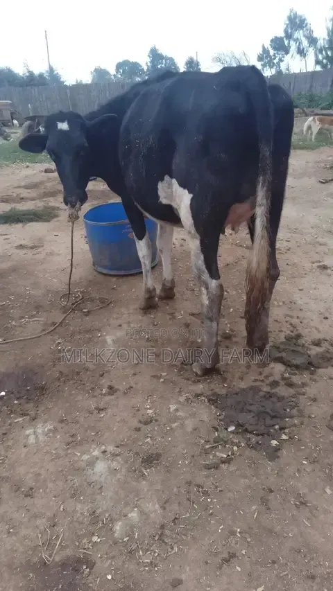 Black Frisian Dairy Cow