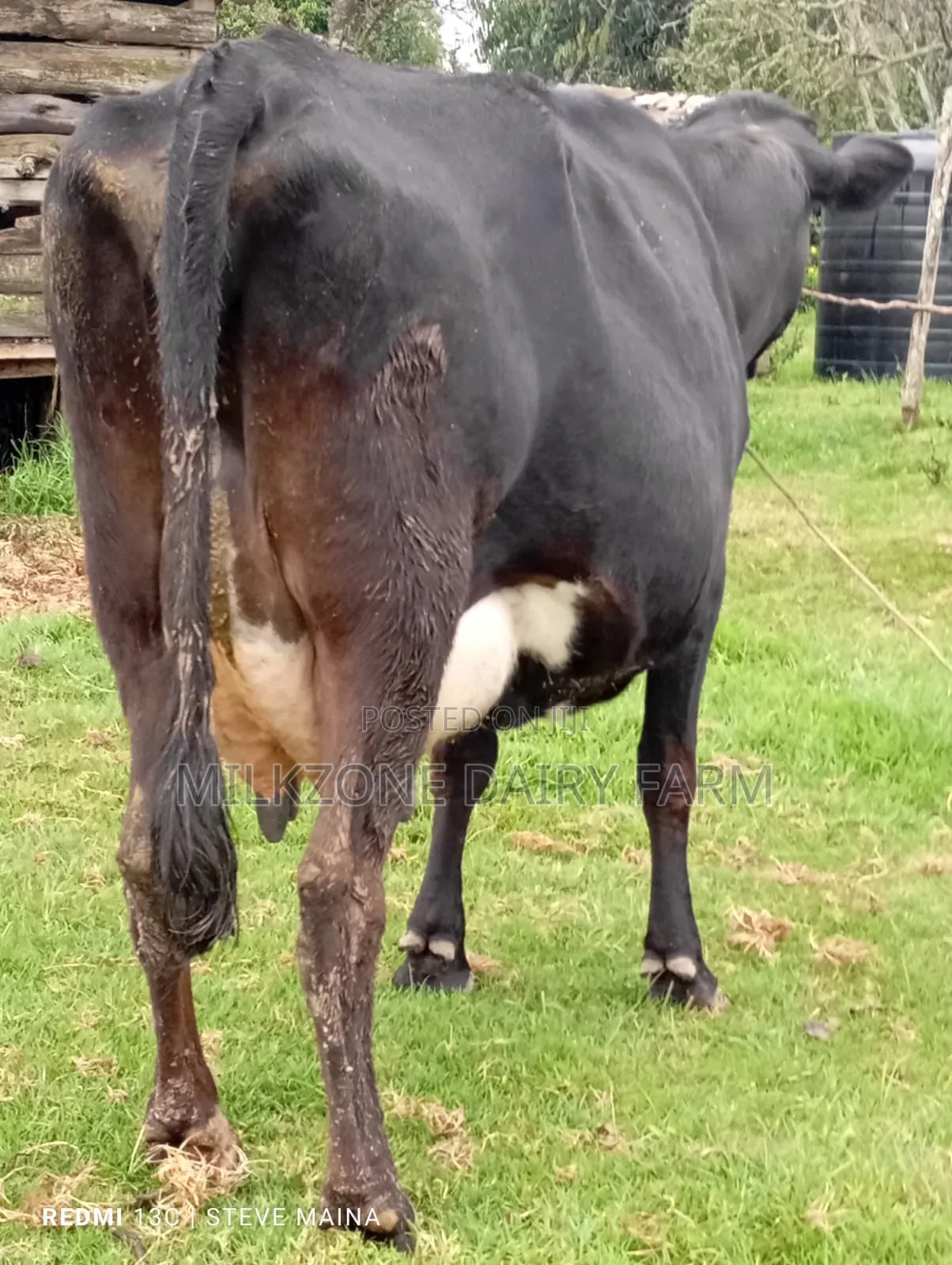 Black Frisian Dairy Cow