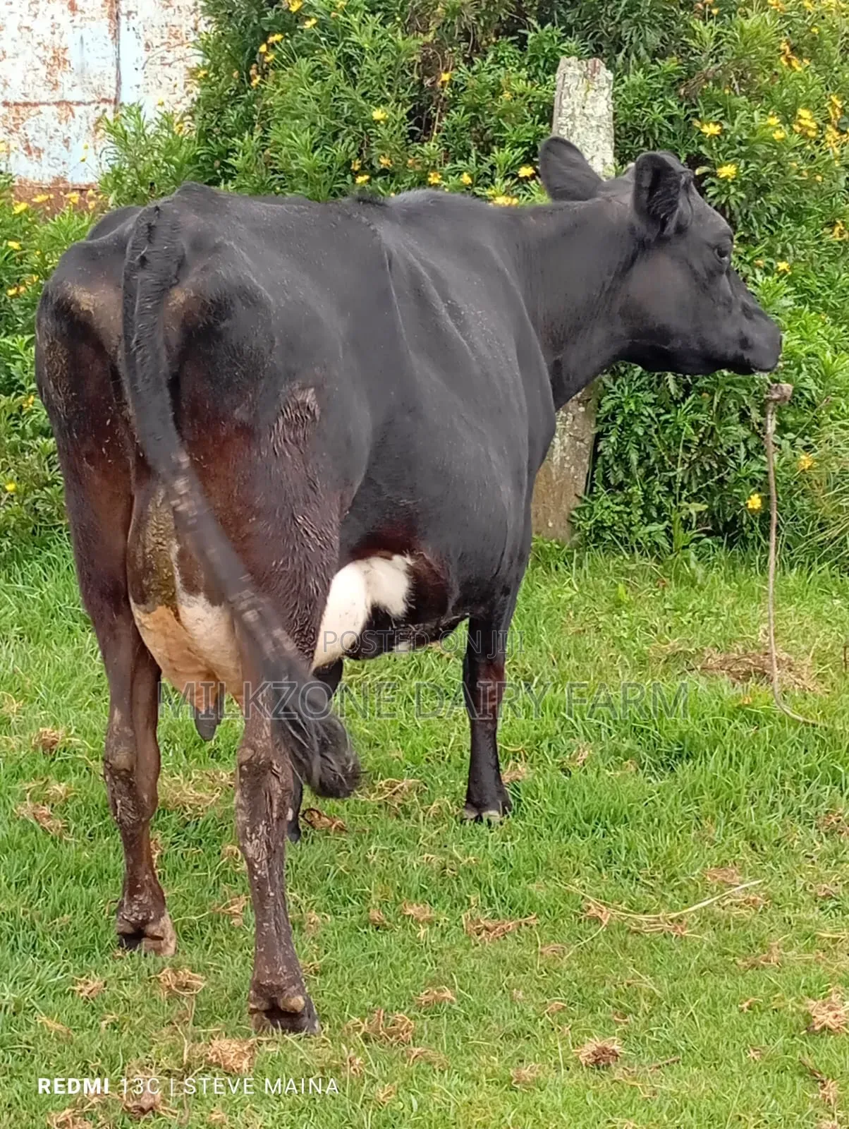 Black Frisian Dairy Cow