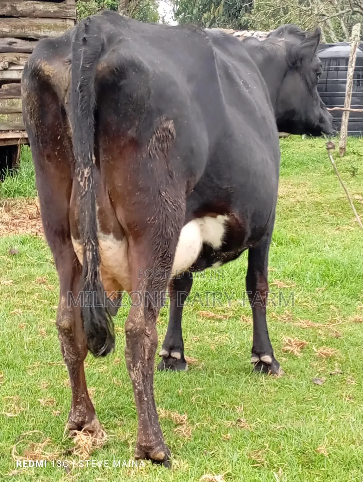 Black Frisian Dairy Cow