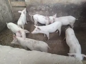 3 Months Old Piglets for Sale Large White