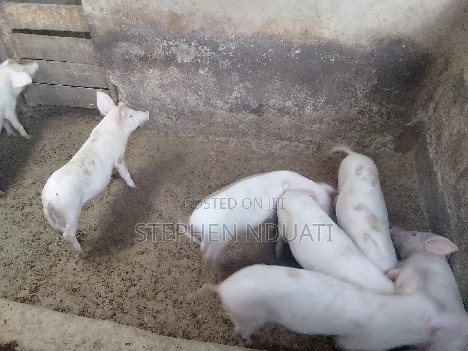 3.5 Months Old Piglets for Sale Large White