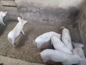 3.5 Months Old Piglets for Sale Large White