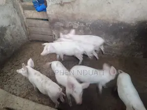 3.5 Months Old Piglets for Sale Large White