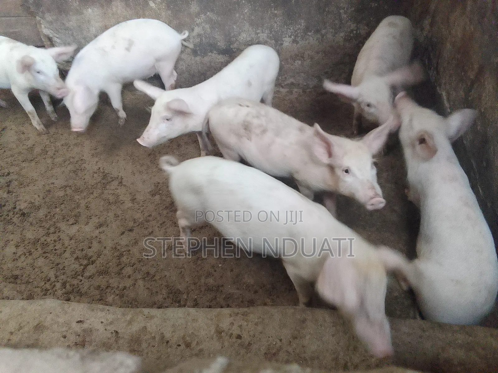3.5 Months Old Piglets for Sale Large White