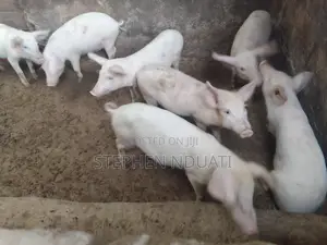 3.5 Months Old Piglets for Sale Large White