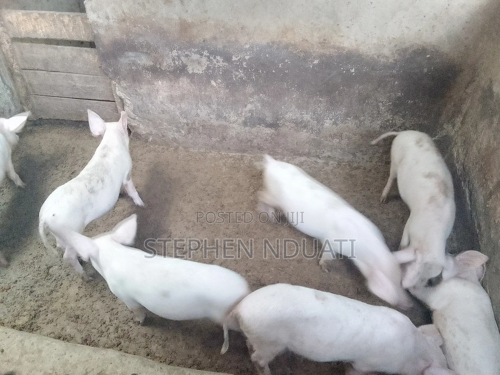 3.5 Months Old Piglets for Sale Large White