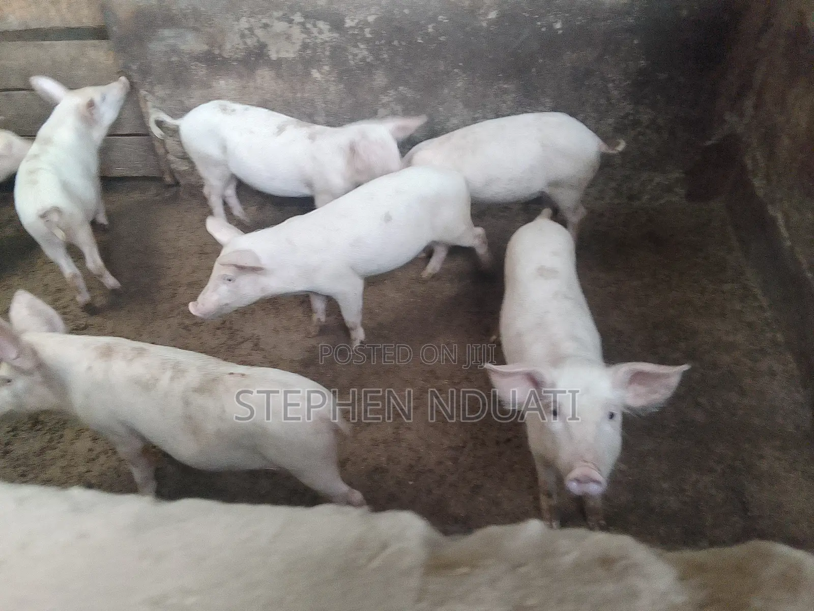 3.5 Months Old Piglets for Sale Large White