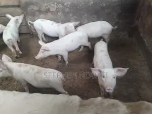 3.5 Months Old Piglets for Sale Large White