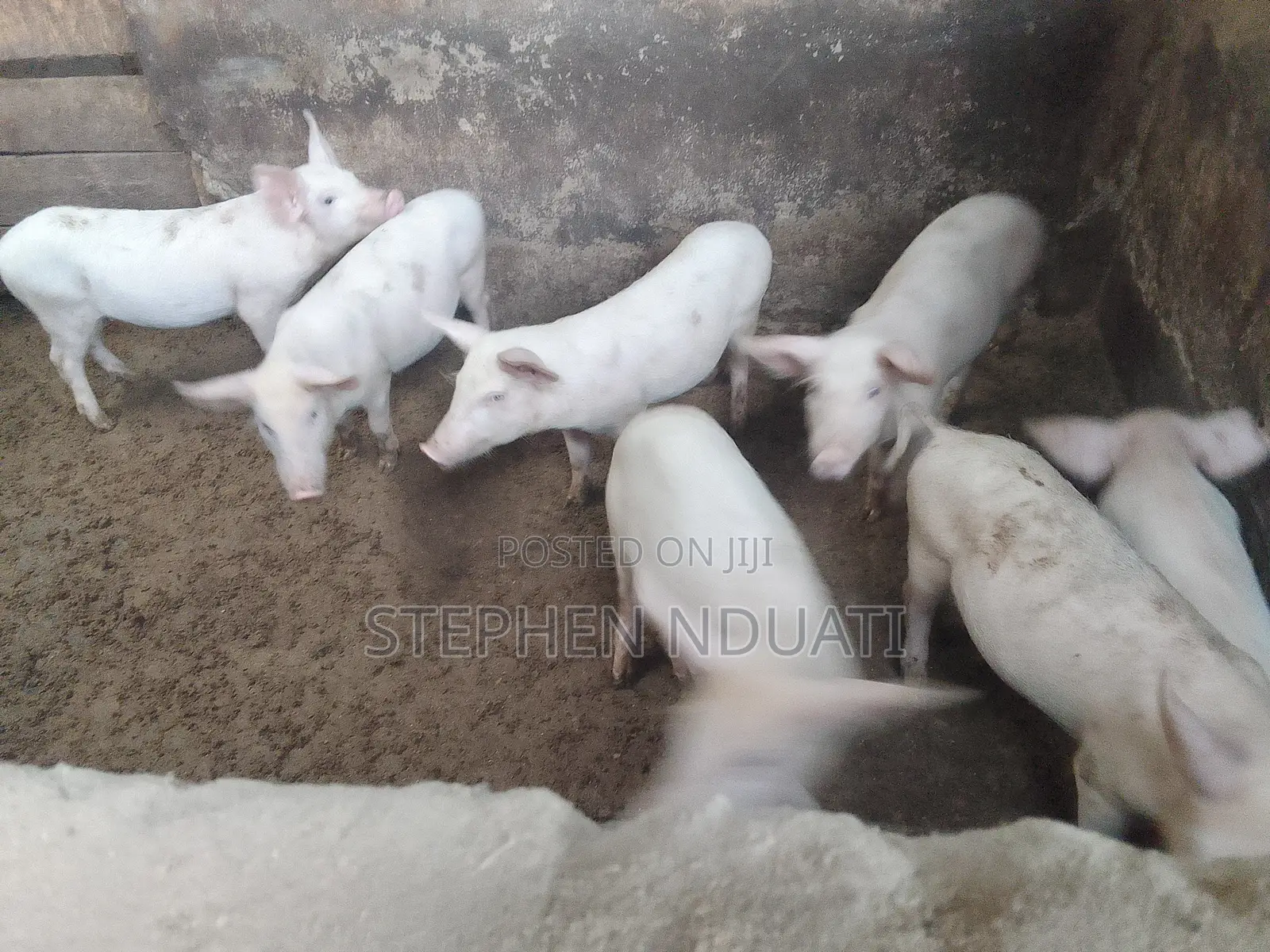 3.5 Months Old Piglets for Sale Large White