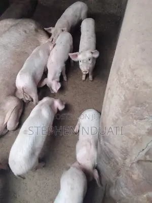 2 .5 Month Old Piglets for Sale. Large White
