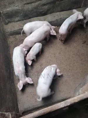 2 .5 Month Old Piglets for Sale. Large White