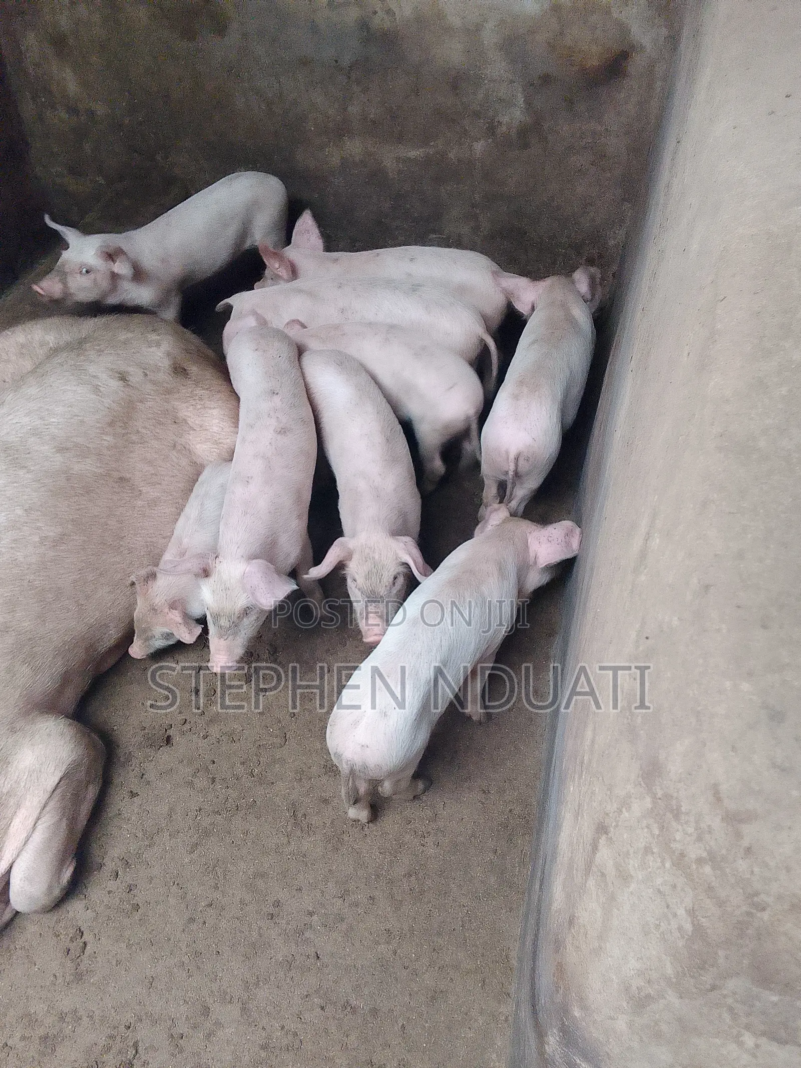 2 .5 Month Old Piglets for Sale. Large White