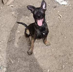 3-6 months Female Purebred Belgian Malinois