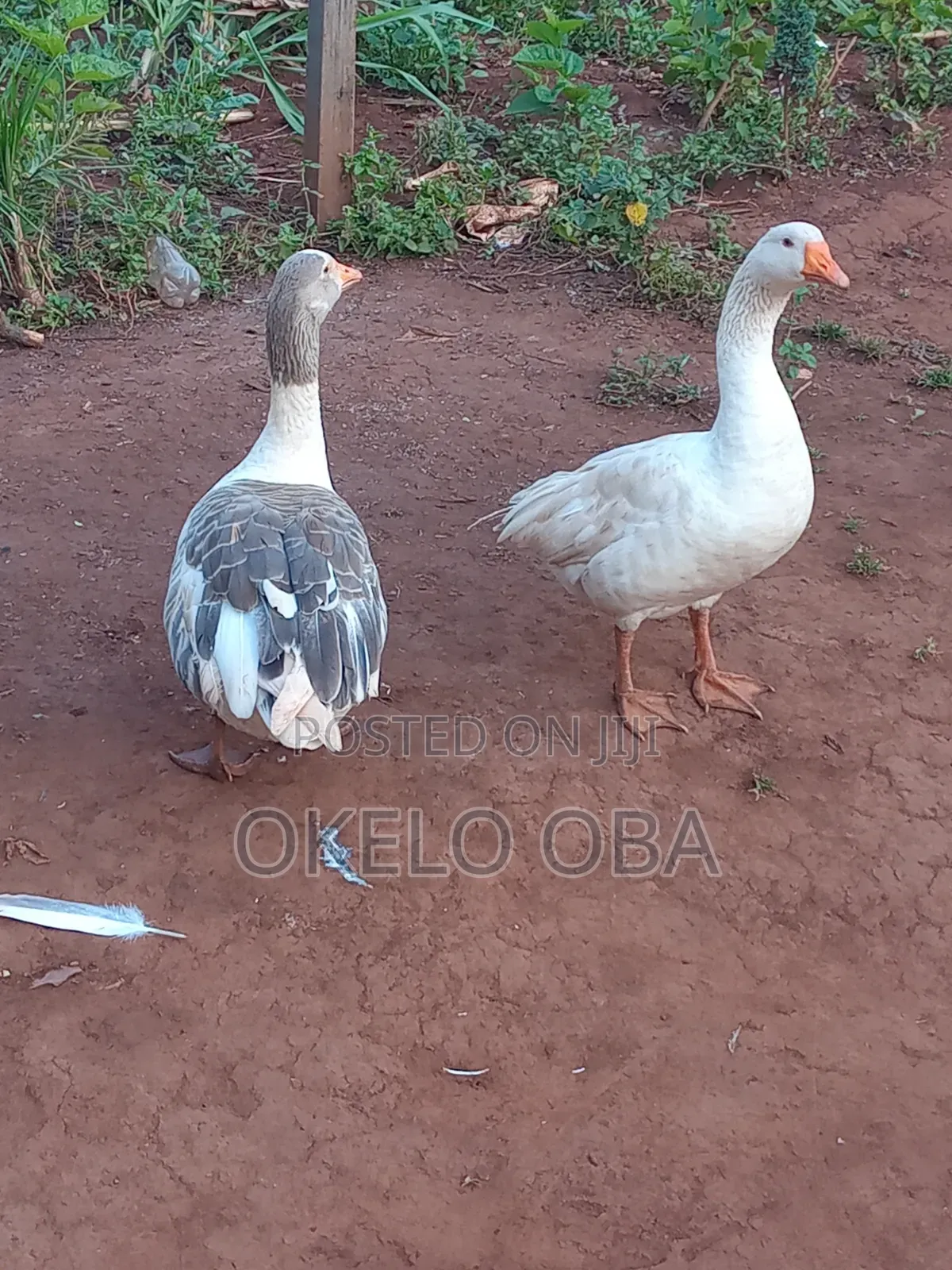 Mature Pair of Goose