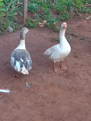 Mature Pair of Goose