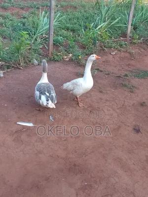 Mature Pair of Goose