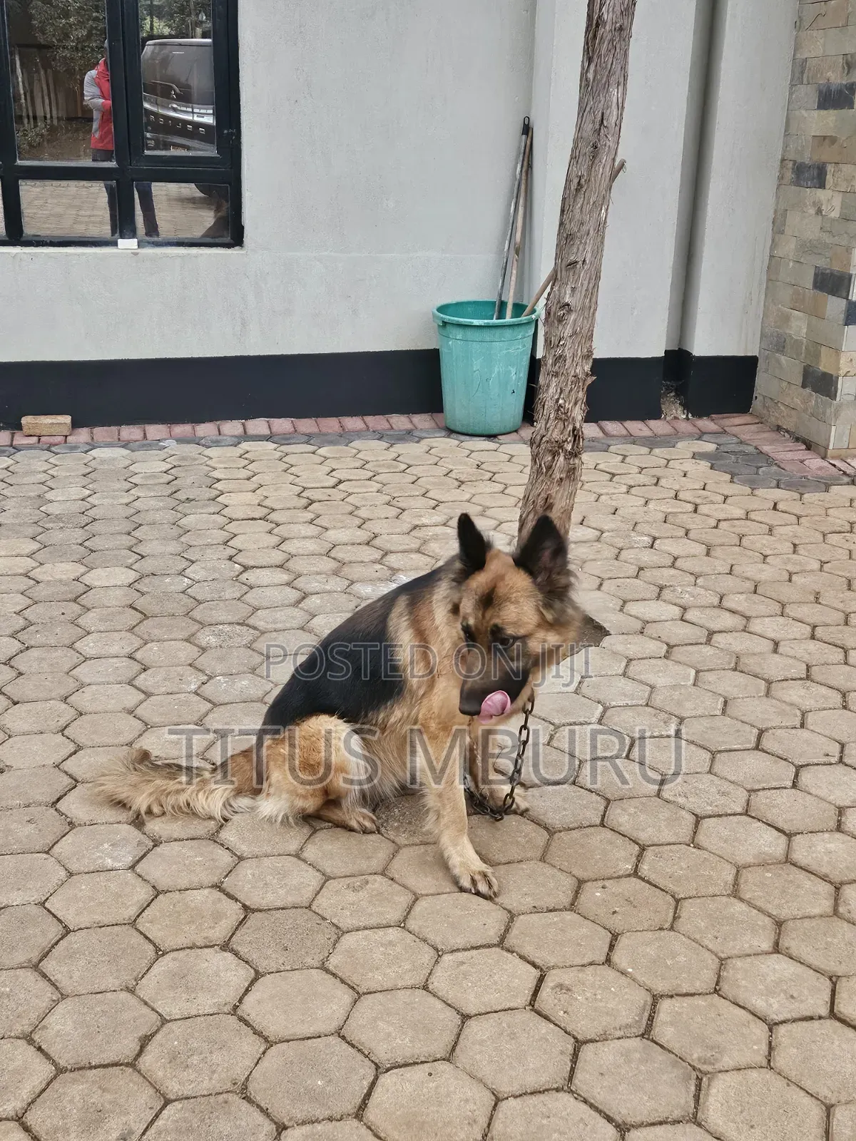 1+ year Female Mixed Breed German Shepherd