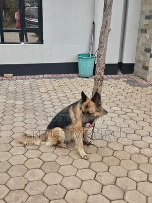 1+ year Female Mixed Breed German Shepherd