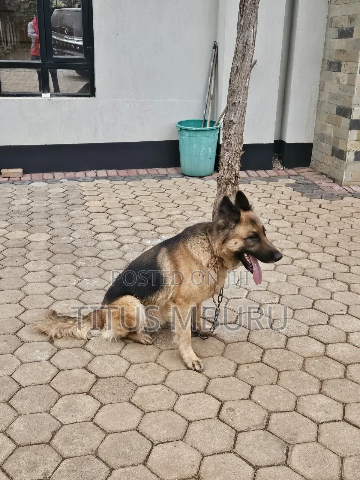 1+ year Female Mixed Breed German Shepherd