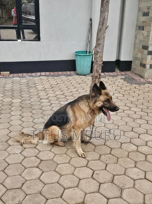 1+ year Female Mixed Breed German Shepherd - thumbnail 2