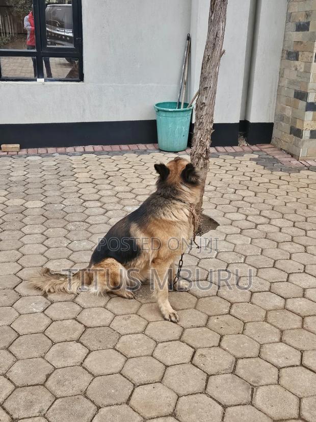 1+ year Female Mixed Breed German Shepherd - thumbnail 3