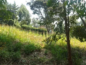 50x100 Plot Along Laini Kiambu Tarmac