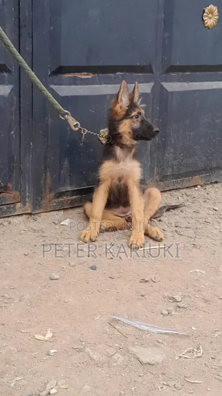 1-3 months Female Purebred German Shepherd