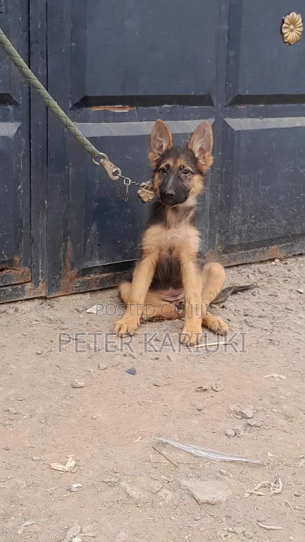 1-3 months Female Purebred German Shepherd - thumbnail 2