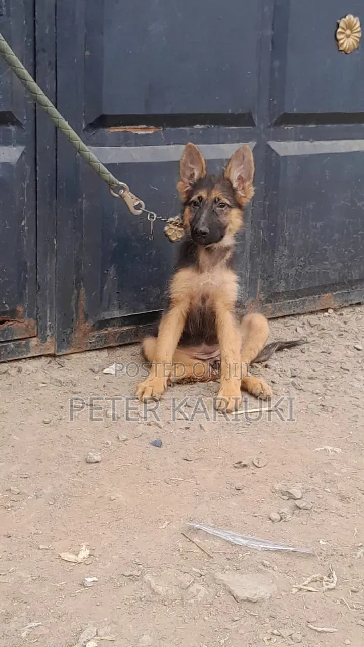 1-3 months Female Purebred German Shepherd