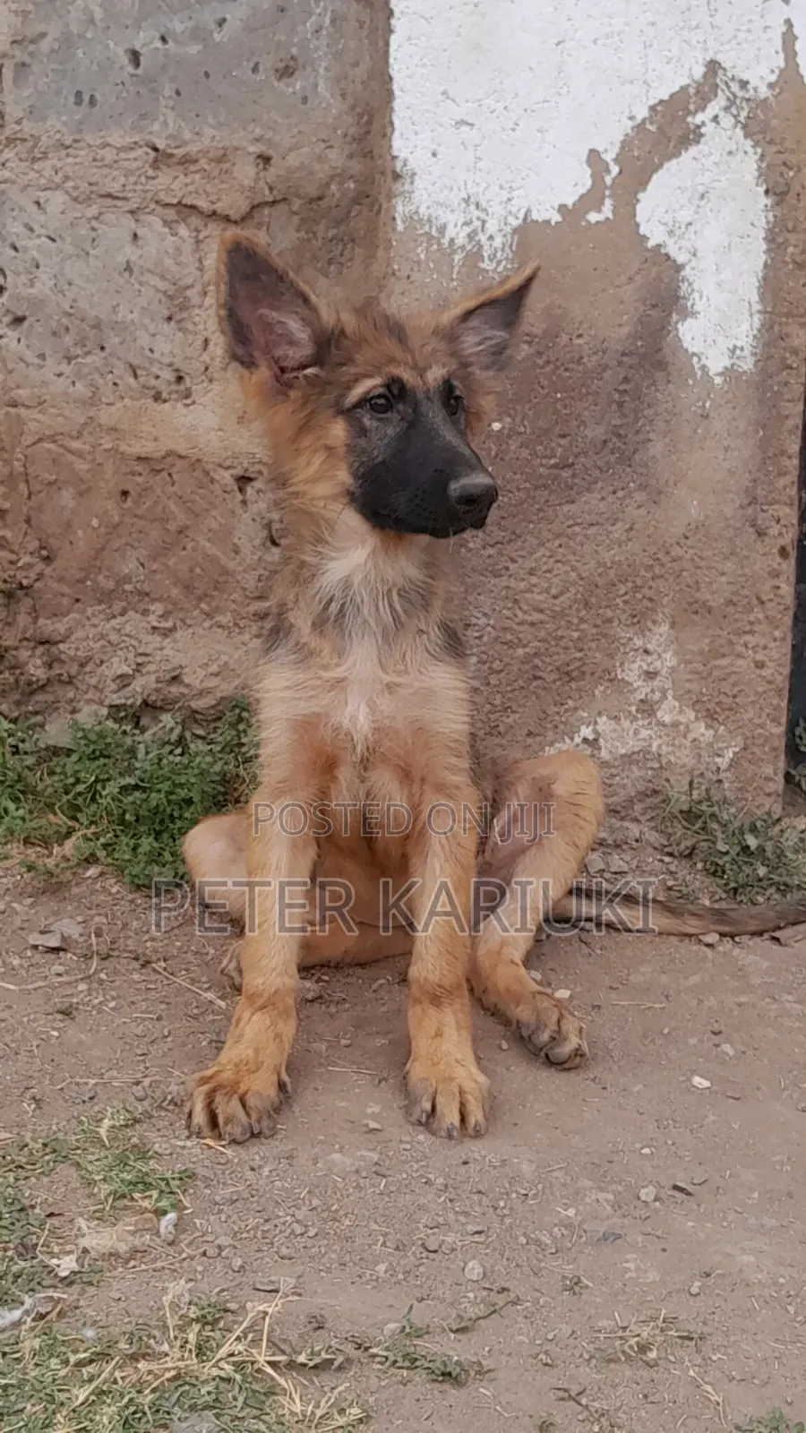 1-3 months Female Purebred German Shepherd