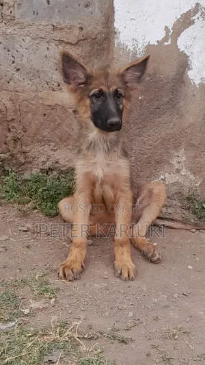 1-3 months Female Purebred German Shepherd