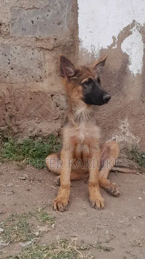 1-3 months Female Purebred German Shepherd