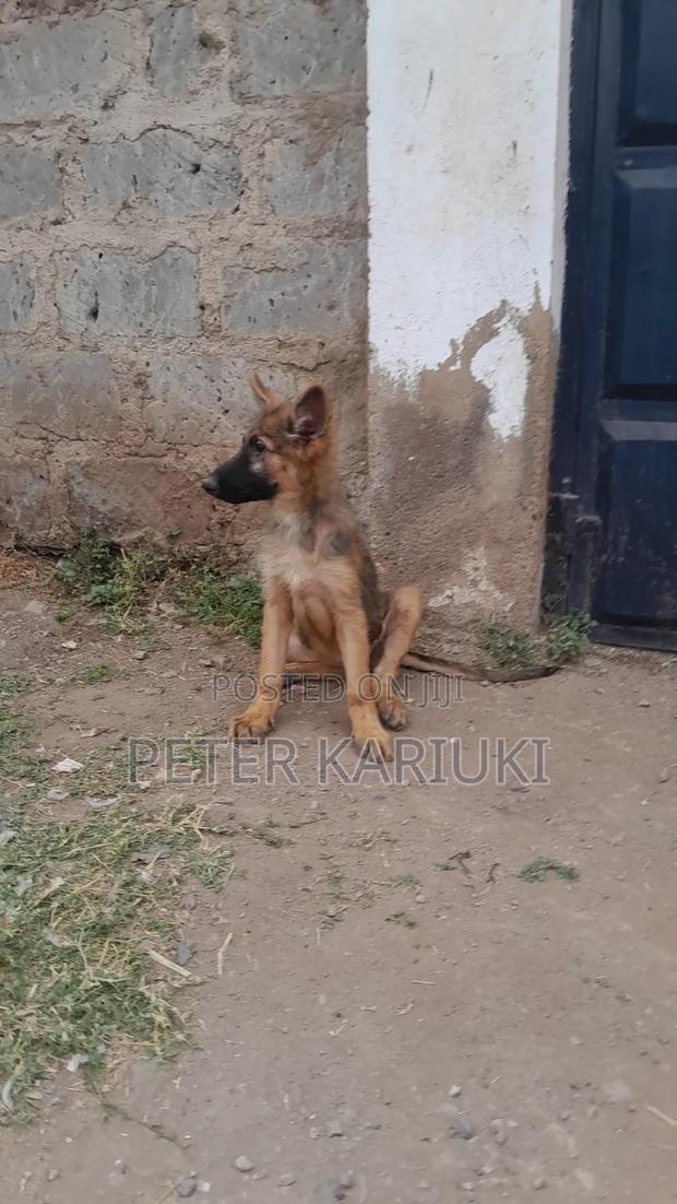 1-3 months Female Purebred German Shepherd - thumbnail 4
