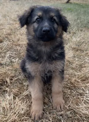 1-3 months Male Purebred German Shepherd