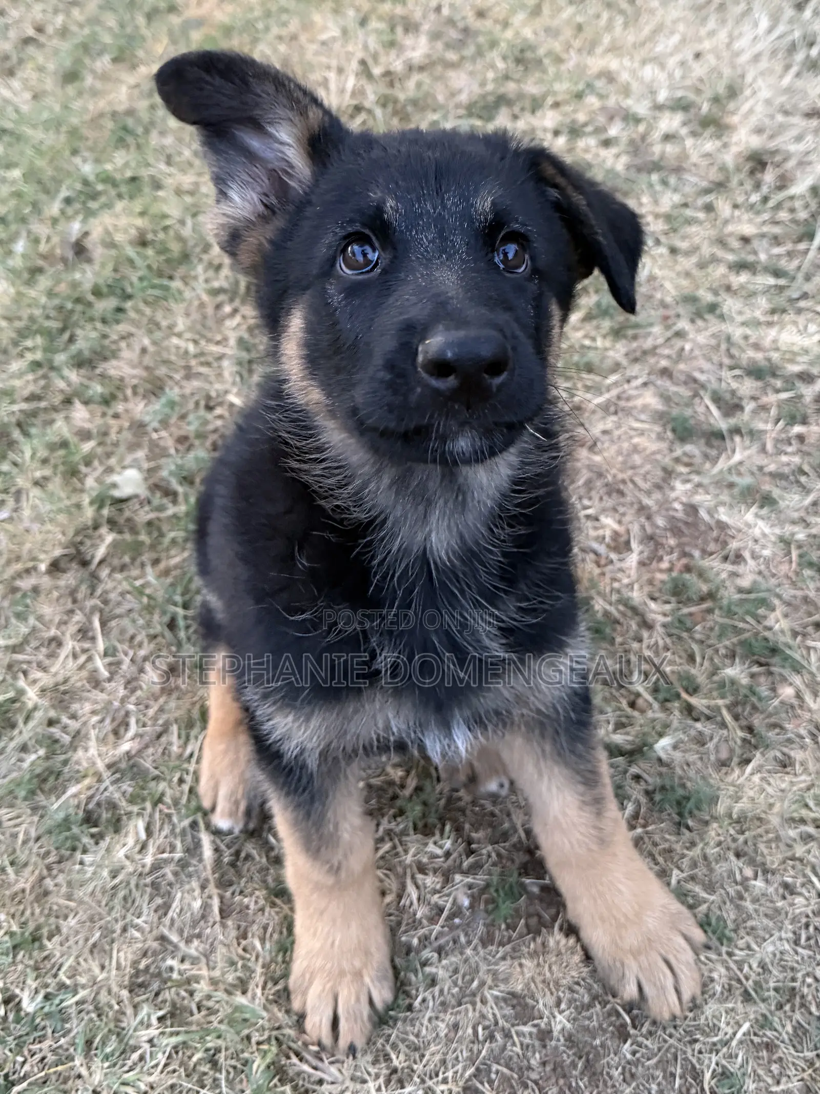 1-3 months Male Purebred German Shepherd