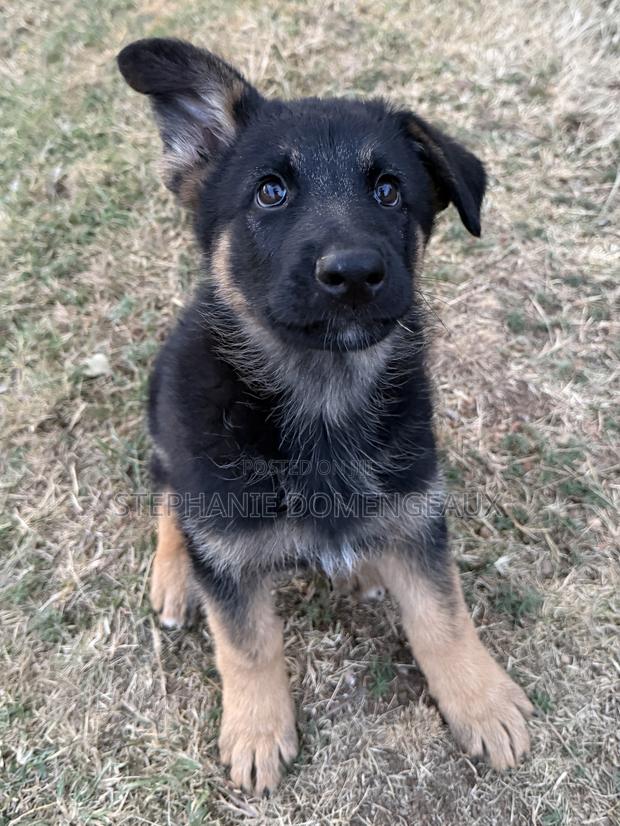 1-3 months Male Purebred German Shepherd - thumbnail 6