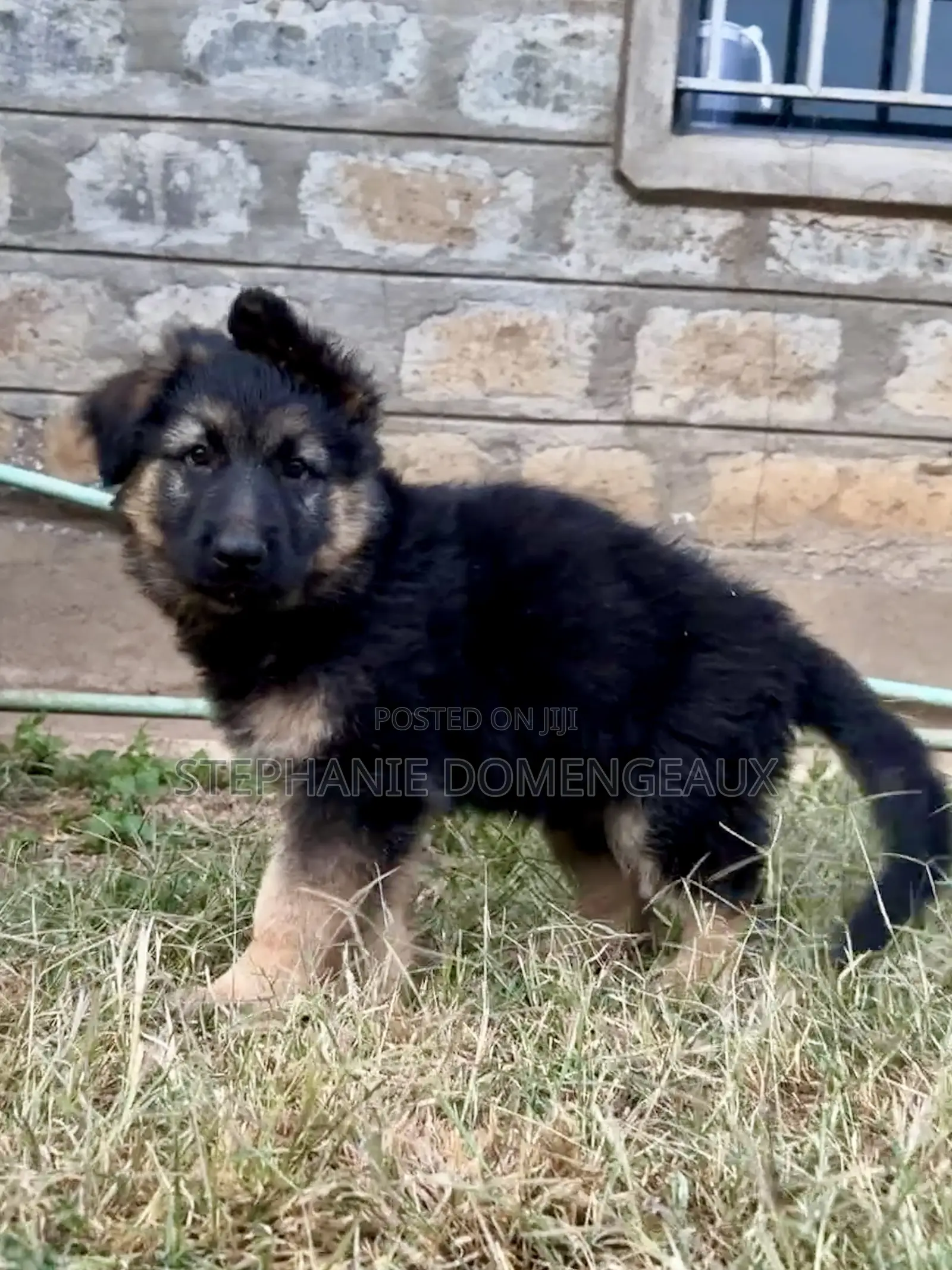 1-3 months Male Purebred German Shepherd