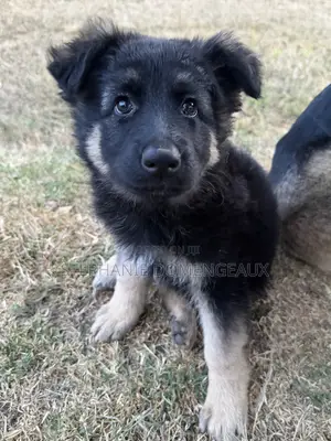 1-3 months Male Purebred German Shepherd