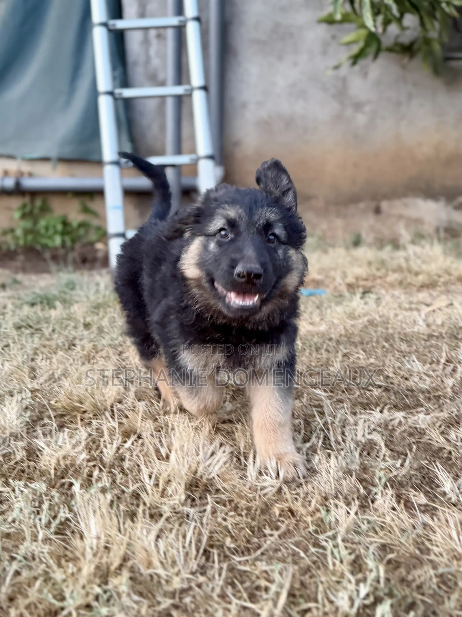 1-3 months Male Purebred German Shepherd