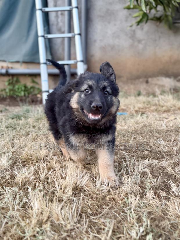 1-3 months Male Purebred German Shepherd - thumbnail 7