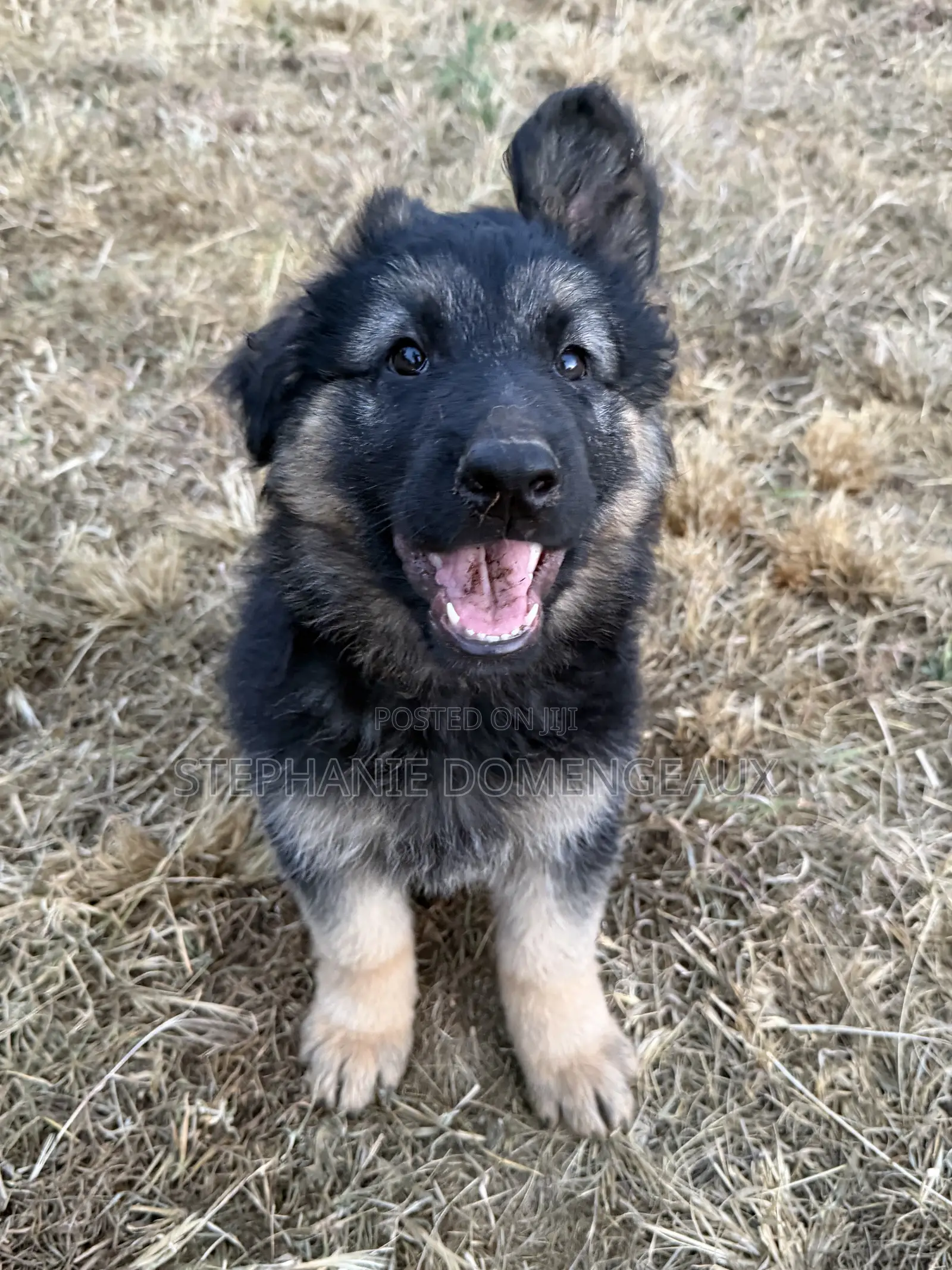 1-3 months Male Purebred German Shepherd
