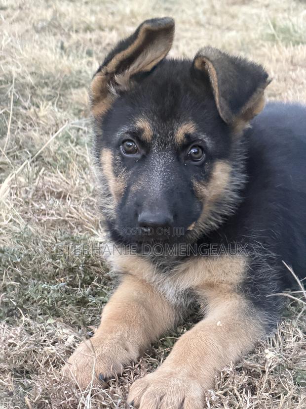 1-3 months Male Purebred German Shepherd - thumbnail 2