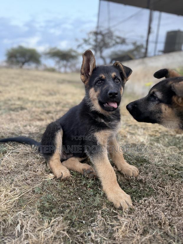 1-3 months Male Purebred German Shepherd