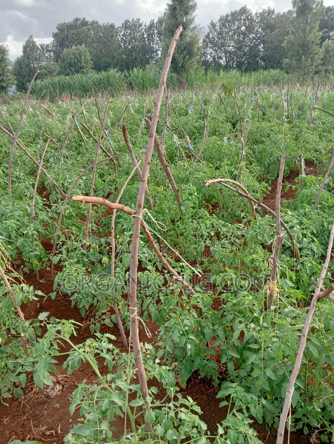 6 Acres Mwea