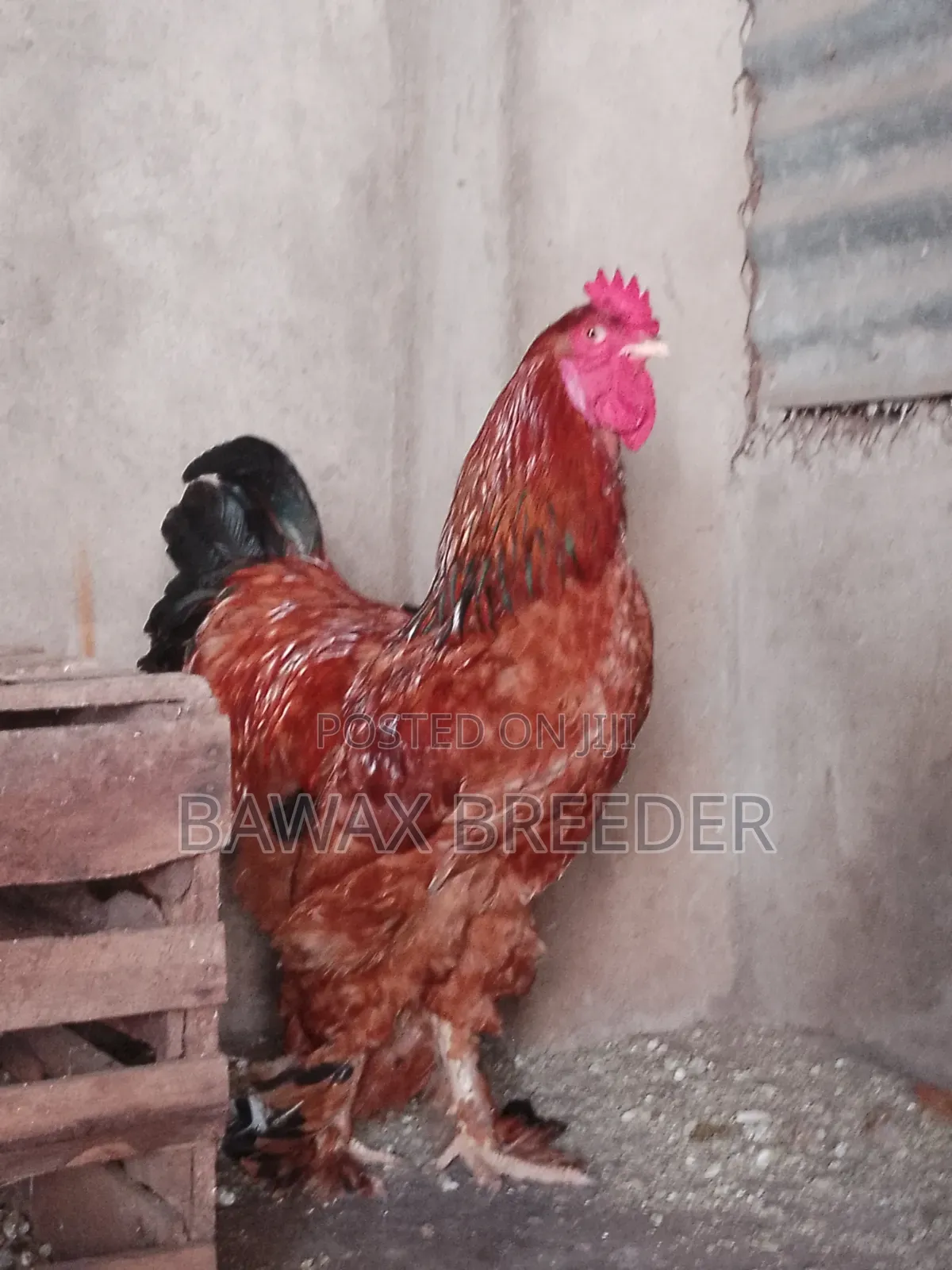 Pure Fully Matured Brahma Cock for Sale.