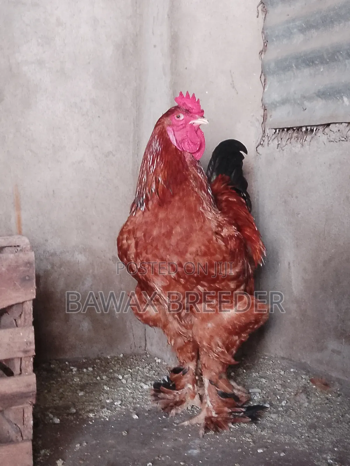 Pure Fully Matured Brahma Cock for Sale.