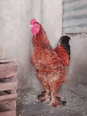Pure Fully Matured Brahma Cock for Sale.