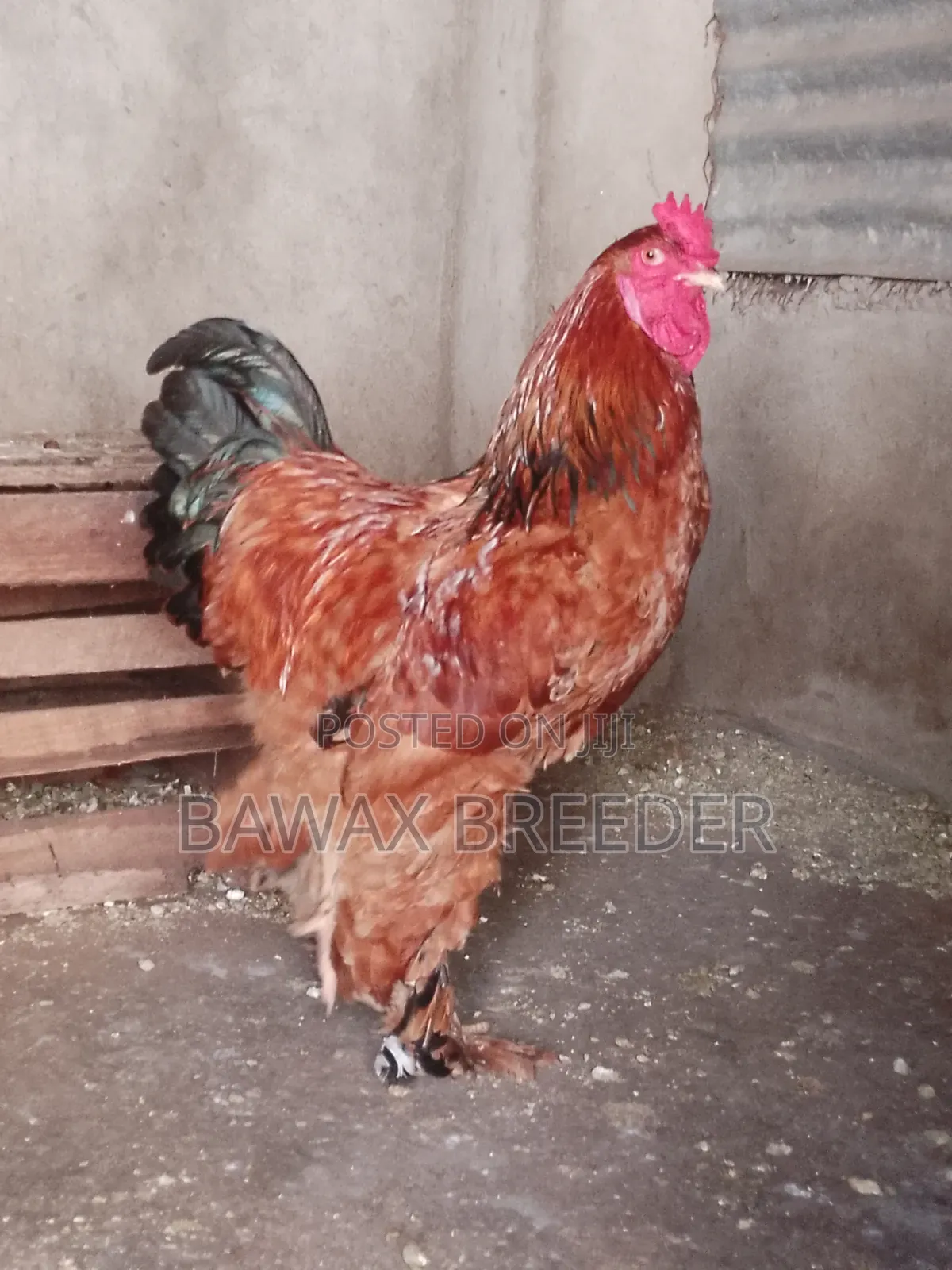 Pure Fully Matured Brahma Cock for Sale.