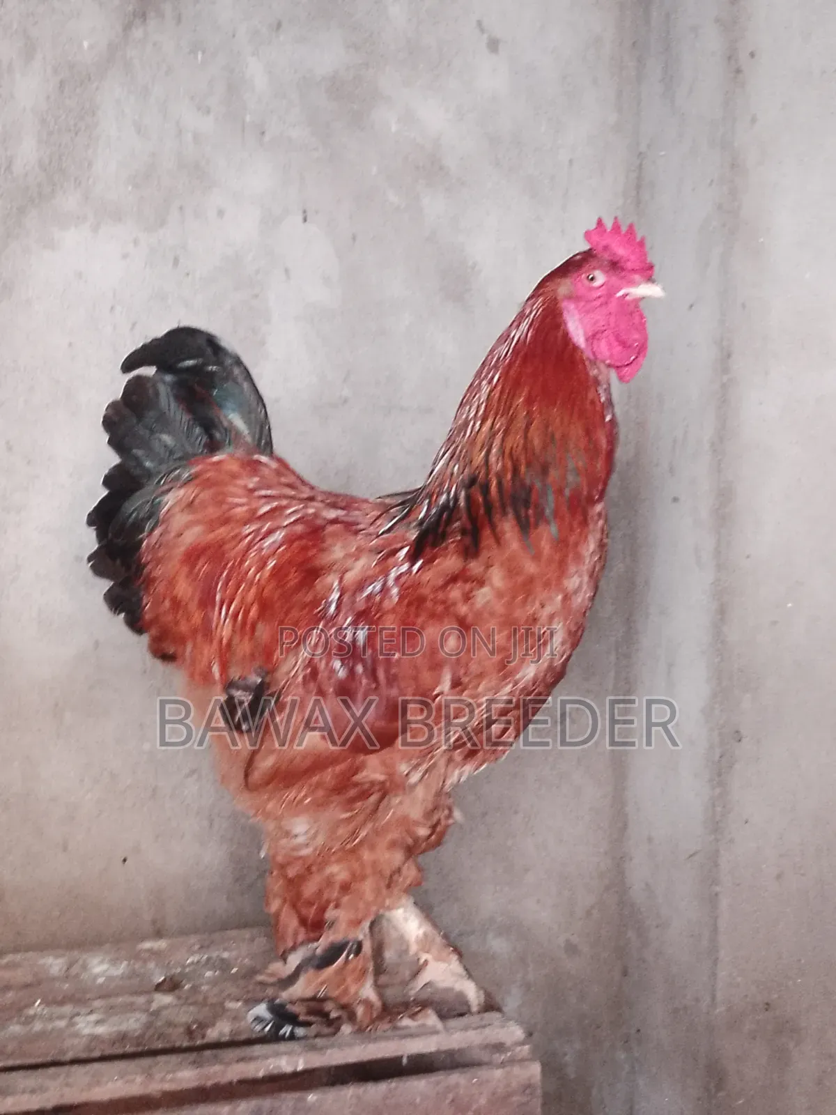 Pure Fully Matured Brahma Cock for Sale.